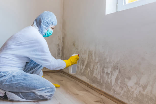 Licensed Mold Remediation service in Fulton, IL - WQB Mold Removal